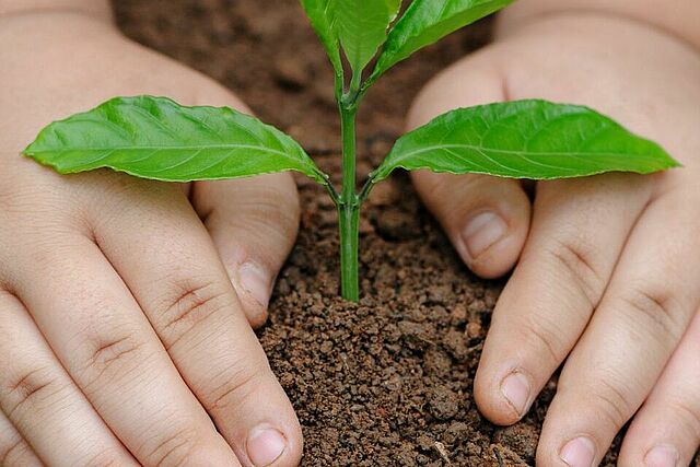 Zwei Kinderhände pflanzen eine kleine grüne Pflanze in die Erde